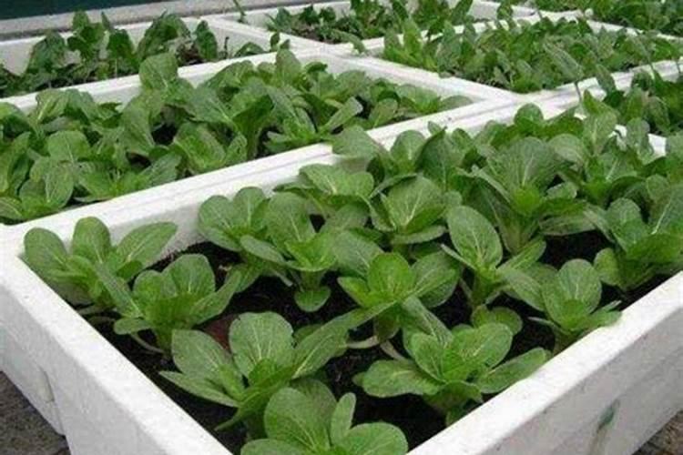 厨余垃圾沤肥简单方法 厨余垃圾有哪些