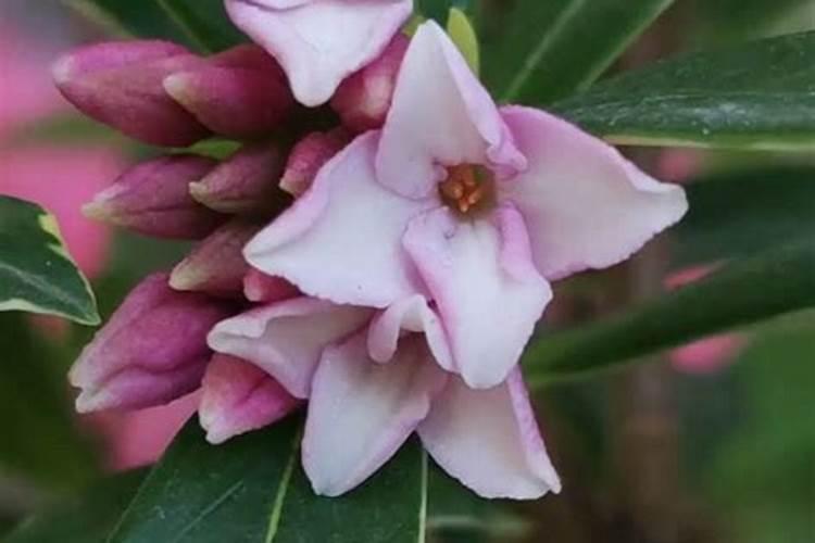 瑞香花的养殖方法和注意事项