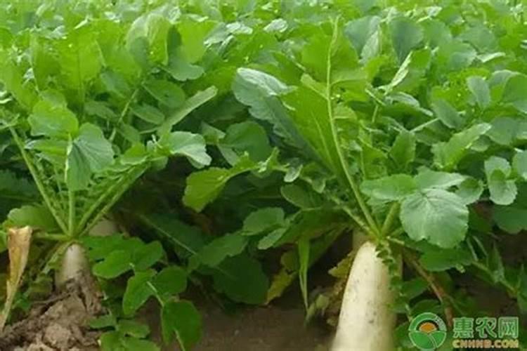 冰糖水果萝卜的种植方法和时间 几月份种好