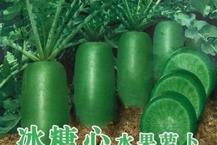 冰糖水果萝卜的种植方法和时间