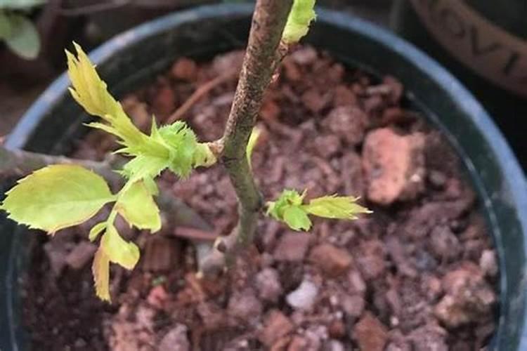 月季发芽之后需要施肥吗？多久施肥的效果最好？