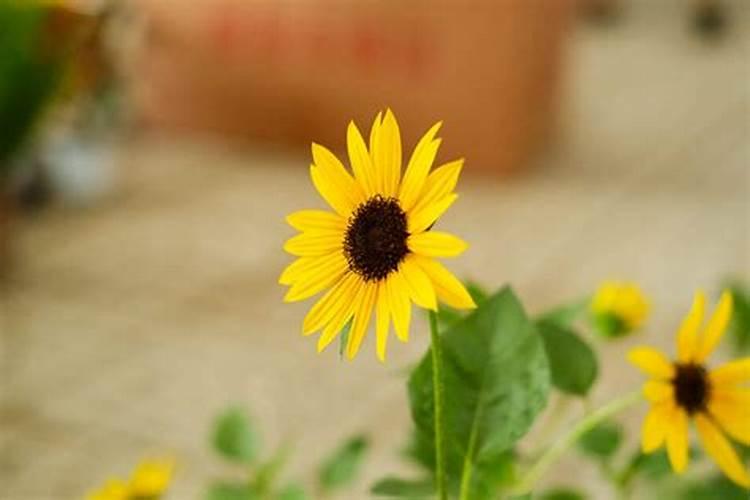 葵花苗开花期用什么肥料打什么叶面肥好用