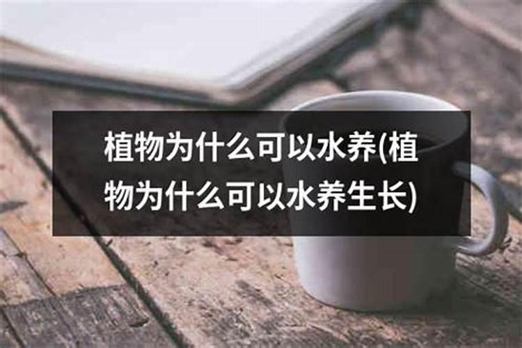 钾肥对植物的作用
