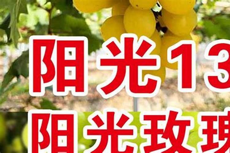第一年定植的葡萄苗怎样施肥？