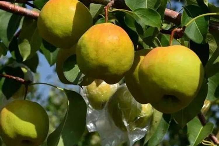 沙澧特金果梨怎样菅理打药浇水用肥