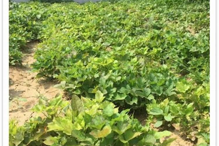 钾肥怎么施效果好