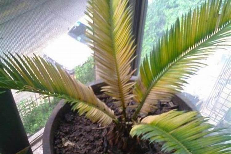 铁树浇什么肥最好