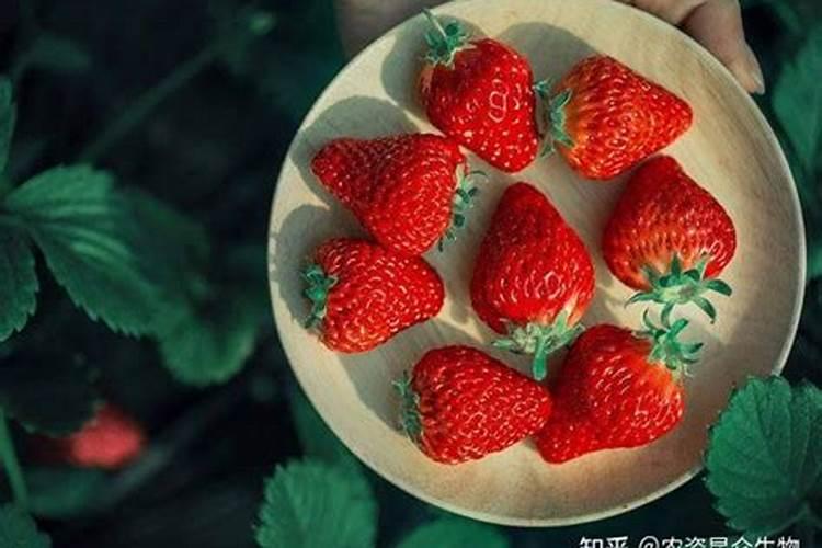 草莓高钾肥的使用方法 草莓高钾肥如何使用