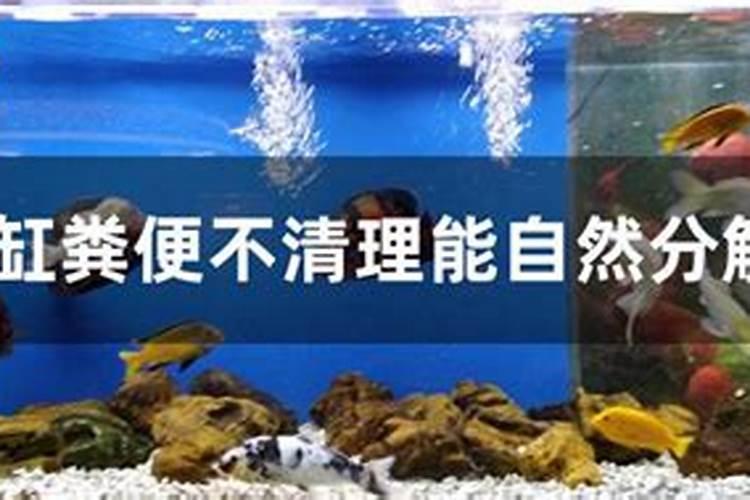 在养鱼的水里加硝化细菌有什么用,