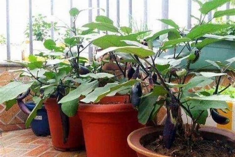 茄子施肥方法和注意事项