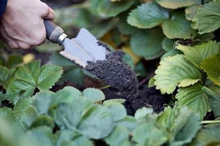 草莓挂果期用什么肥料