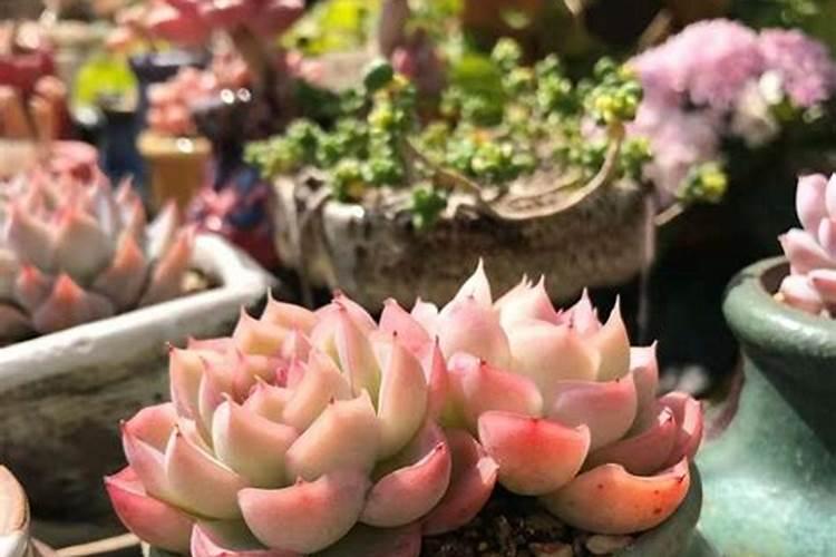 盆栽多肉植物施什么肥 该如何施肥