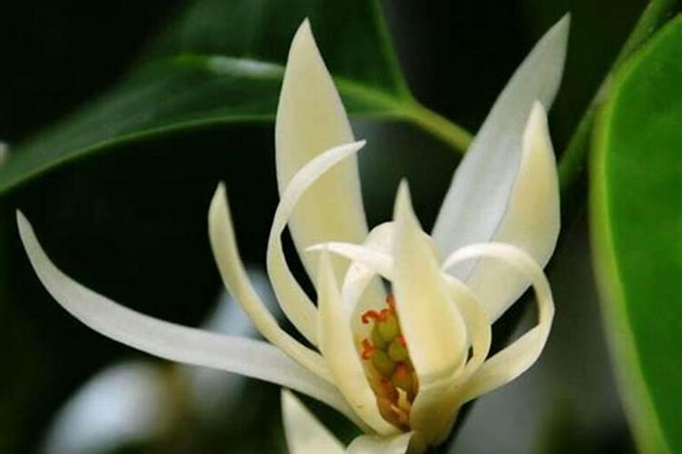 白兰花多久施一次肥 白兰花施肥时间间隔是多久？