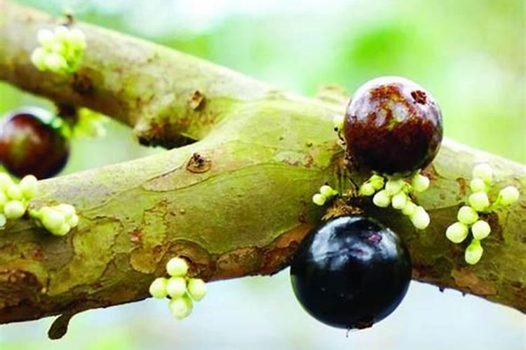 葡萄开花前施什么肥料