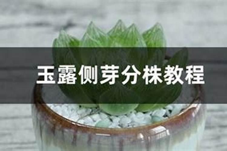 幸福树的嫩叶都枯萎了是怎么回事