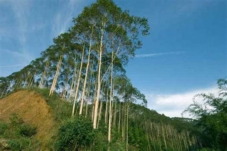 华沃特桉树专用肥质量如何
