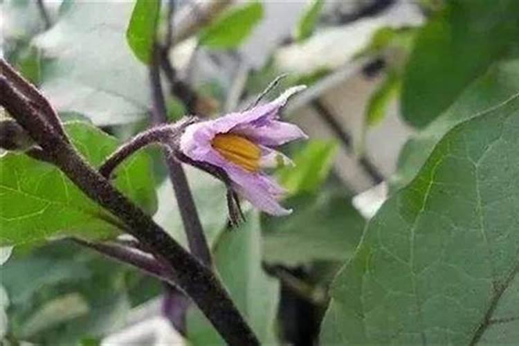 茄子施肥用哪种肥料好？