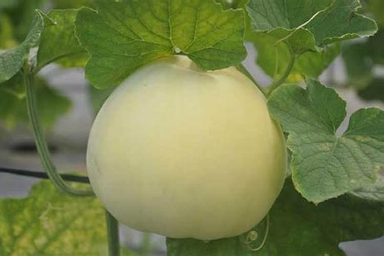 甜瓜授粉15天后冲平衡肥还是高钾肥好？
