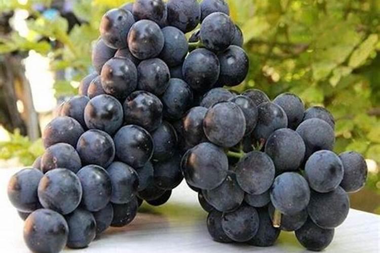 葡萄成熟时每棵成年树需多少钾肥