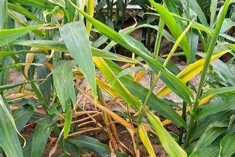 葡萄钾肥给能代水溶肥用一亩地用多少斤合适