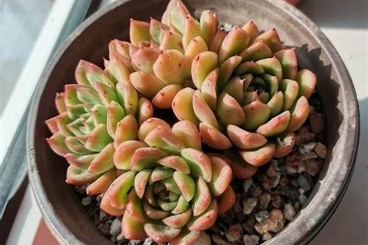 多肉植物怎么养胖