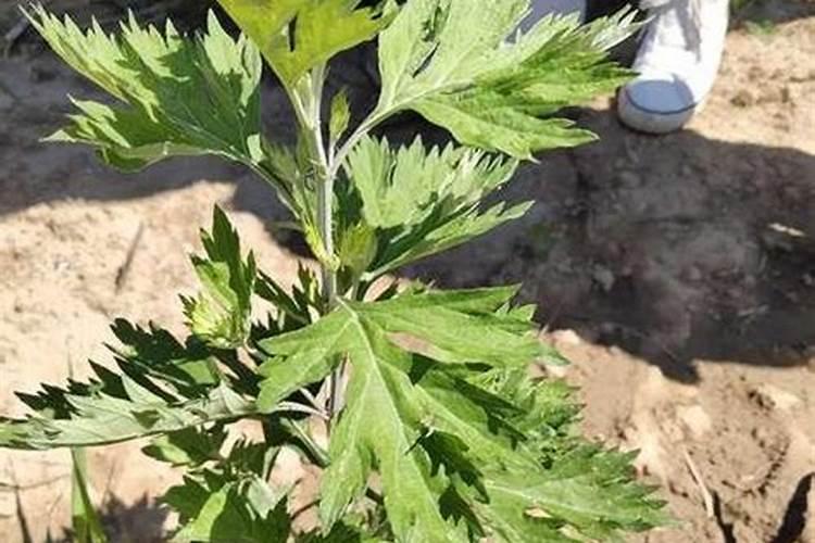 怎样种植艾草,在什么时间种比较好