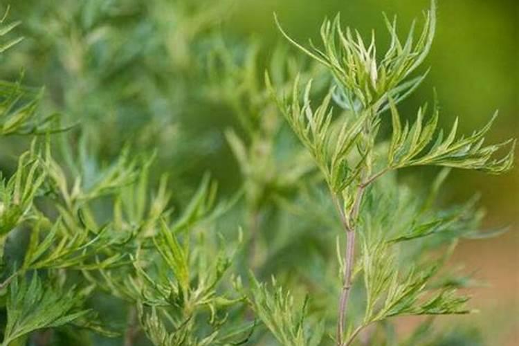 怎样种植艾草,在什么时间种比较好