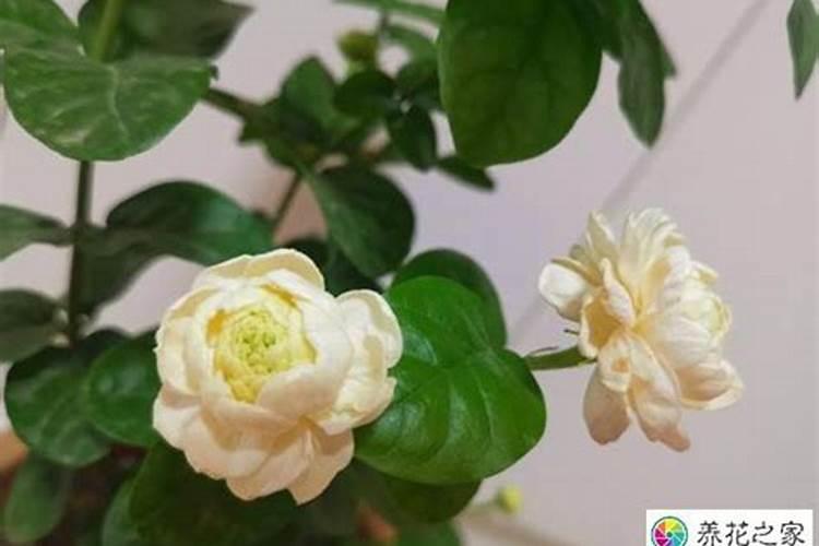 甲维虫螨腈可以打蔬菜吗