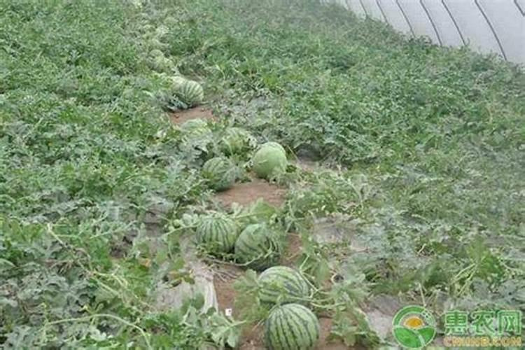 西瓜移栽可用平衡行水溶肥浇水吗？