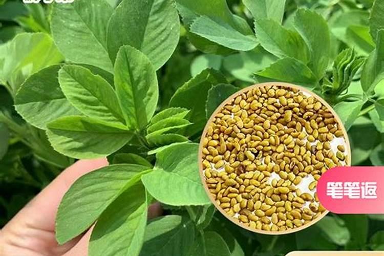 紫花苜蓿追肥施用什么化肥