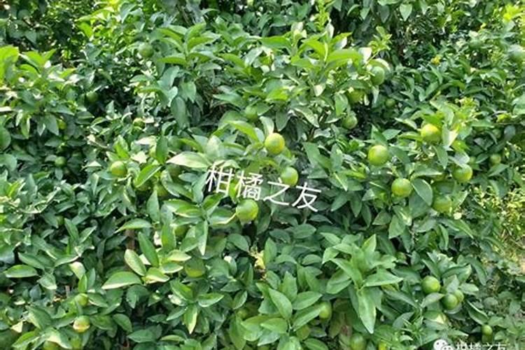 桃子成熟时能不能浇水