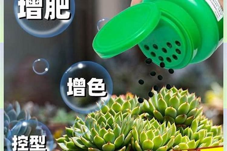 盆栽多肉植物施什么肥 该如何施肥