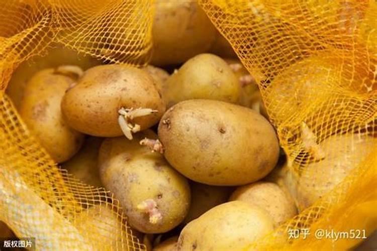 土豆发芽了还能种吗？
