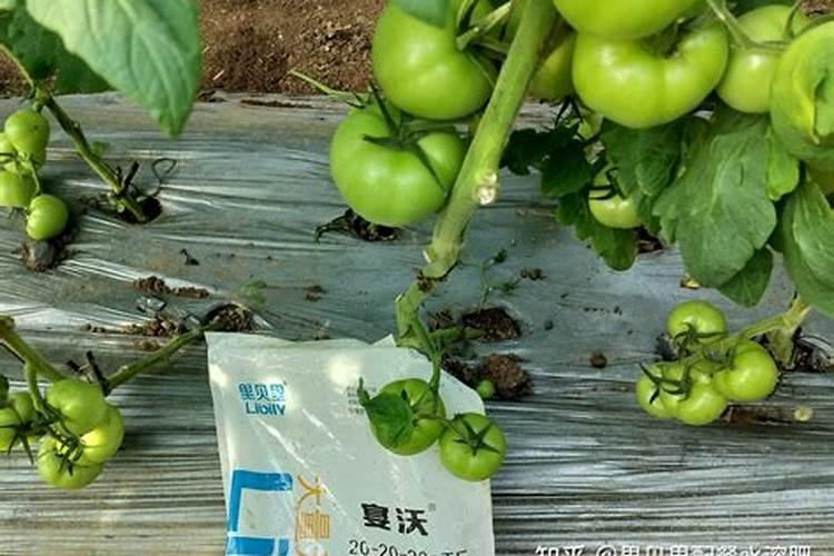 番茄种植时的施肥要点和肥料施用的要点