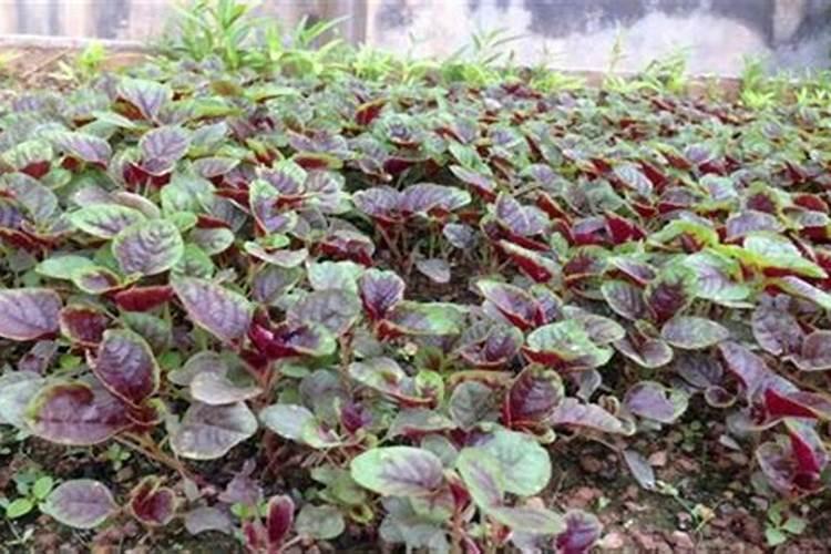 苋菜喜欢什么肥料