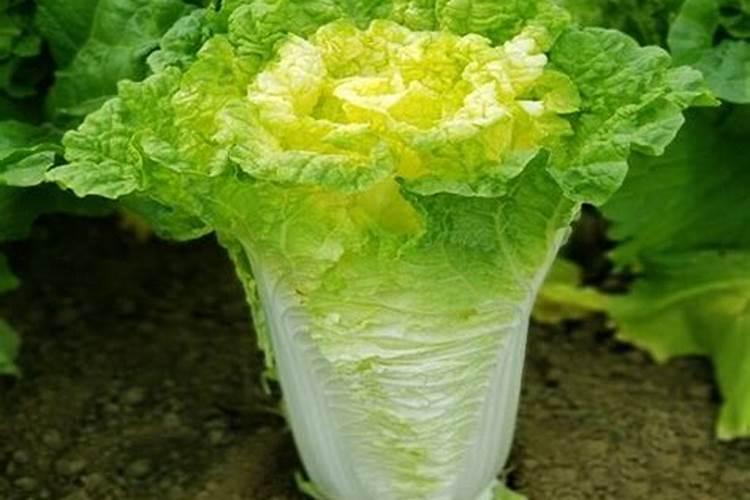 种大白菜施什么肥最好