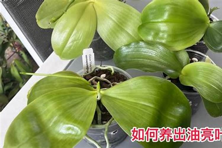 蝴蝶兰的新叶片越长越小,改善2项养护措施,叶片肥厚不徒长