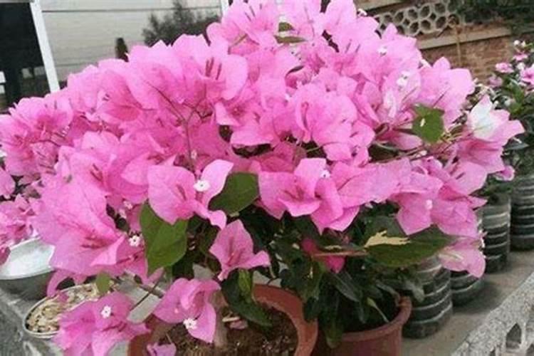 花草浇什么肥料合适