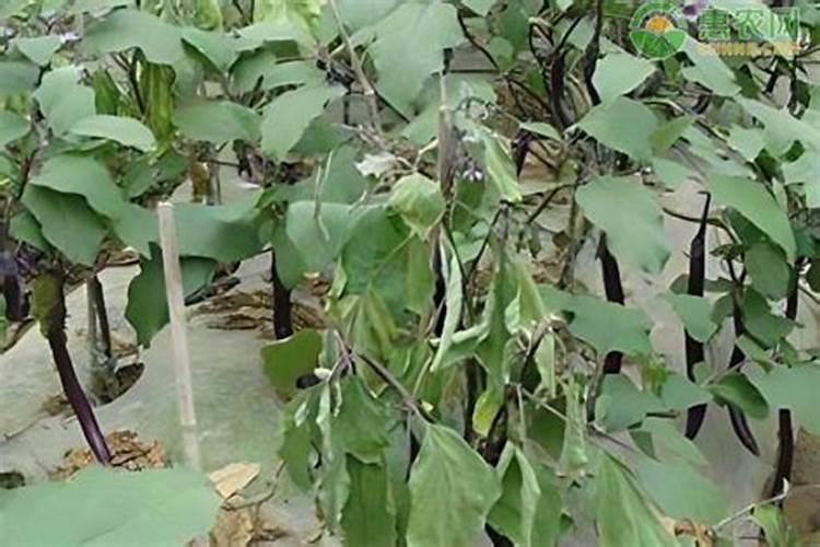 辣椒茄子西红柿等,为啥雨后经常坏果？该怎么做