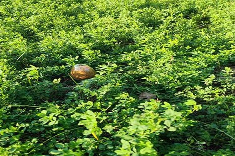 苜蓿草种植条件是什么(人工种植苜蓿草方法讲解)