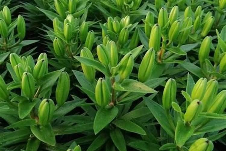 肥料有哪些种类