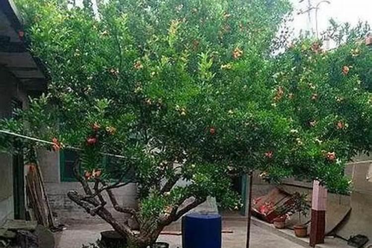 石榴的种植需要哪些条件