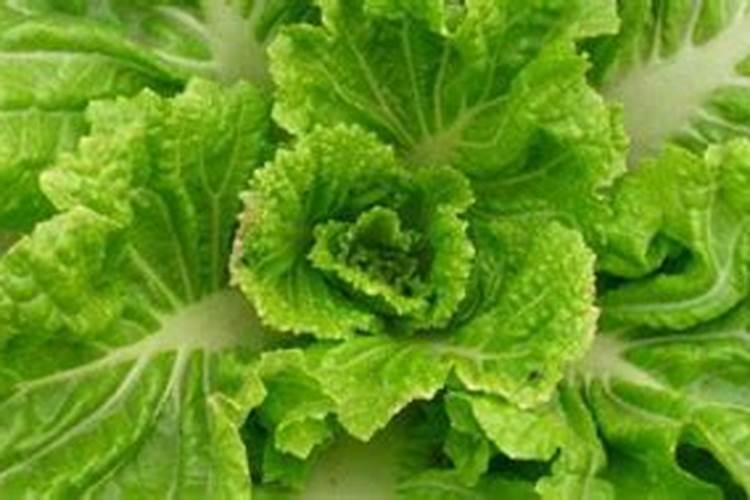 种植大白菜为什么会有干烧心的现象,如何能有效预防？