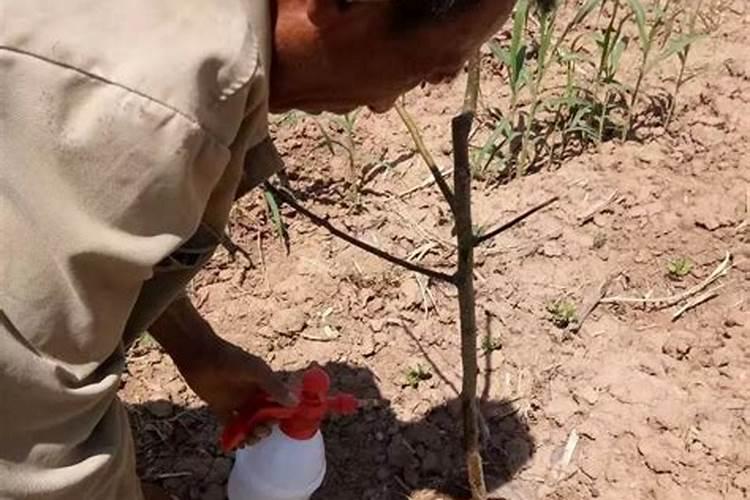 促进植物生根的肥料是钾肥还是磷肥