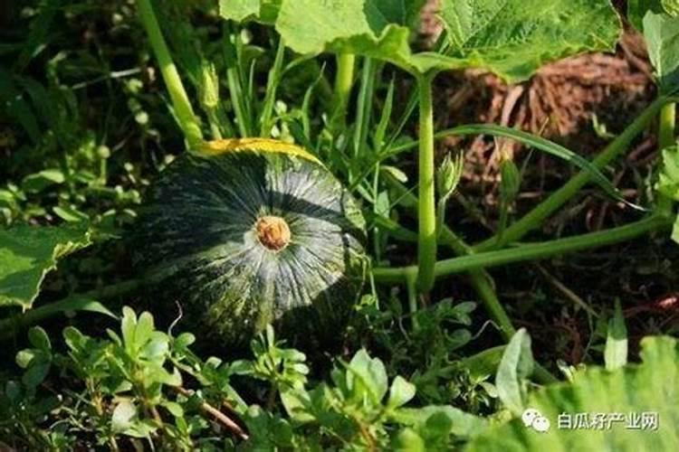 南瓜追肥用什么肥料好