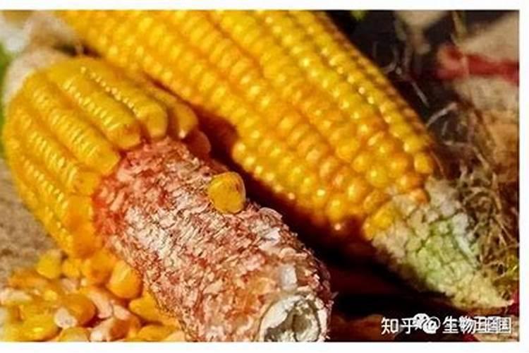 玉米芯可以做肥料吗