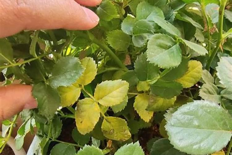 月季花施什么肥？