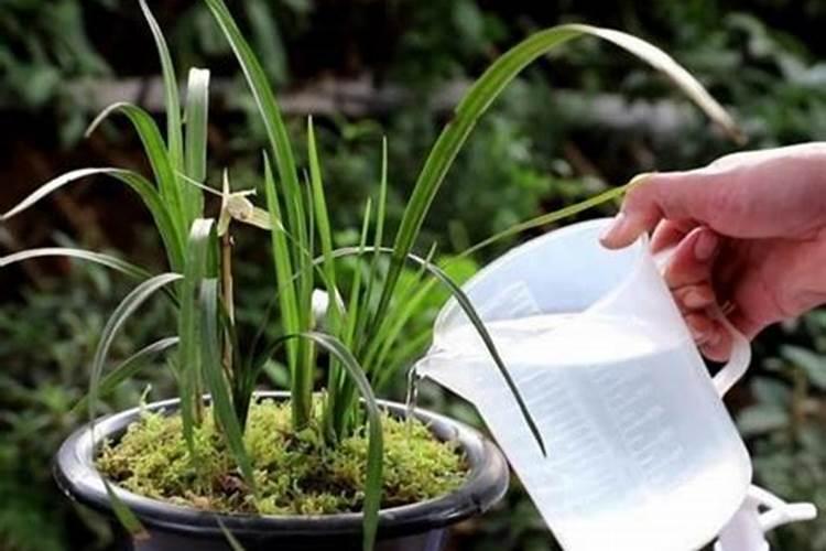 藏羚羊的手抄报怎么办,求,快