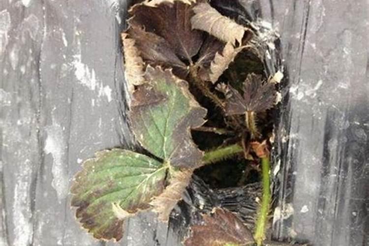 叶面肥引起的药害怎么解决？