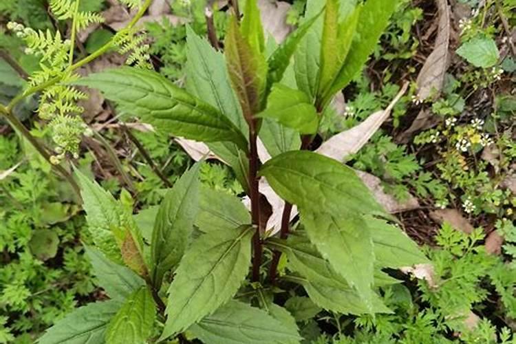 请问氮肥、磷肥、钾肥对盆栽花卉植物各起什么作用